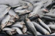 Herring Herring