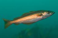 My Irish Sea: Chris Gregory
