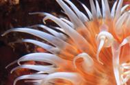 Marine Conservation Society